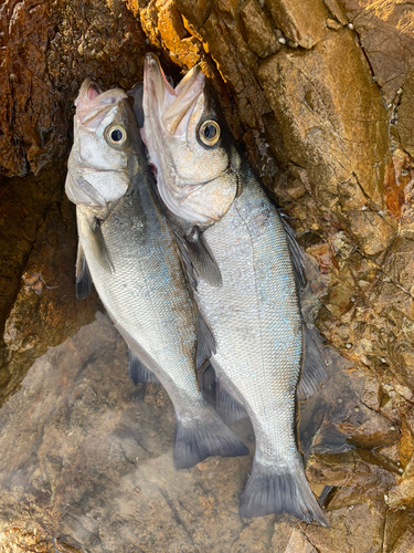 ヒラスズキの釣果