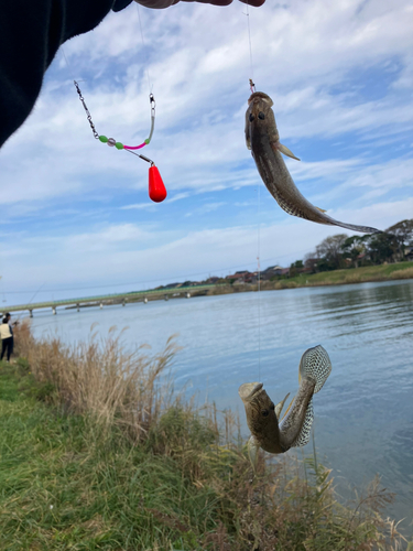 ハゼの釣果