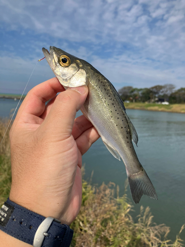 フッコ（マルスズキ）の釣果