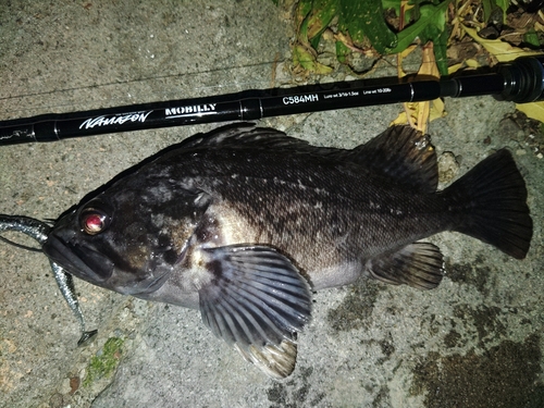 クロソイの釣果