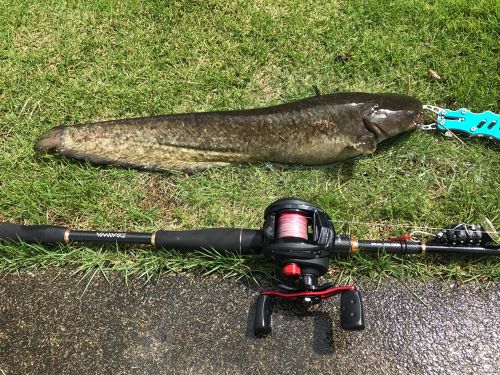 ニホンナマズの釣果