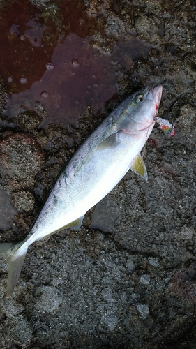 ハマチの釣果