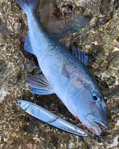 アオチビキの釣果