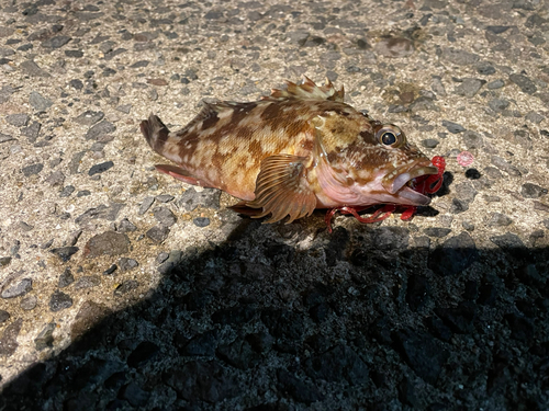 カサゴの釣果