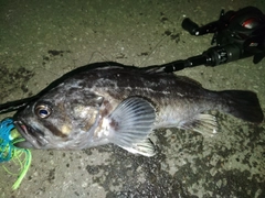 クロソイの釣果