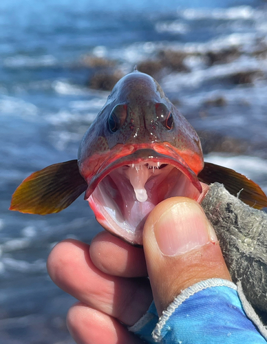 ニジハタの釣果