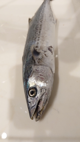 サゴシの釣果