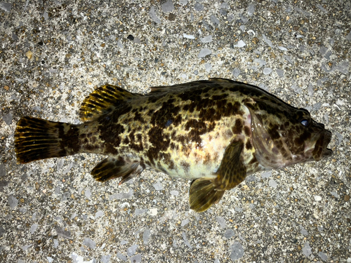 タケノコメバルの釣果