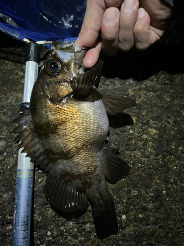 アカメバルの釣果