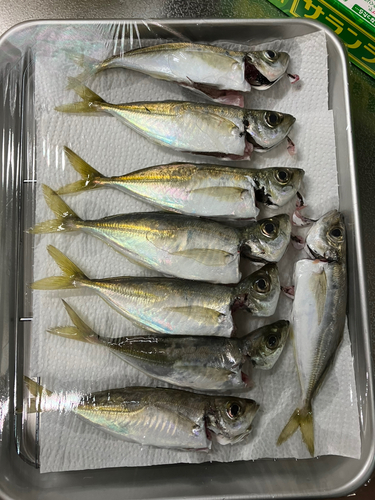 アジの釣果