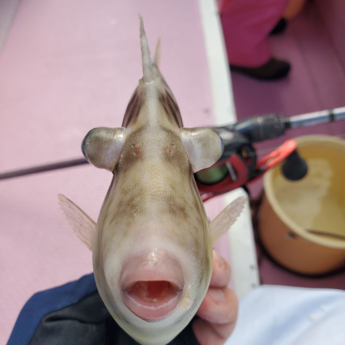 岡釣り🎣さんの釣果 2枚目の画像