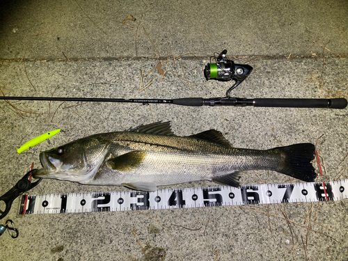 シーバスの釣果