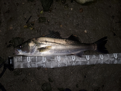 スズキの釣果