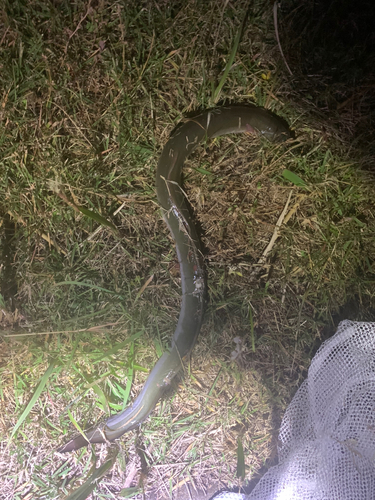 ウナギの釣果