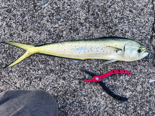 シイラの釣果