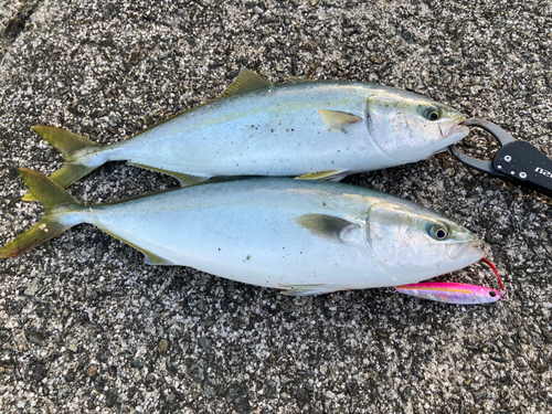 ハマチの釣果