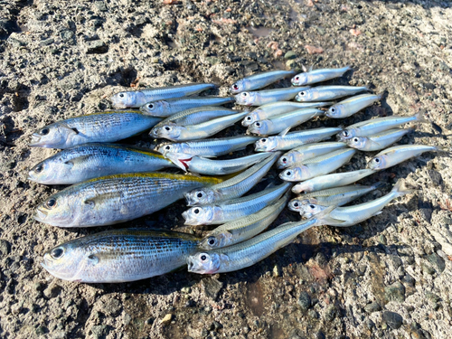 トウゴロウイワシの釣果