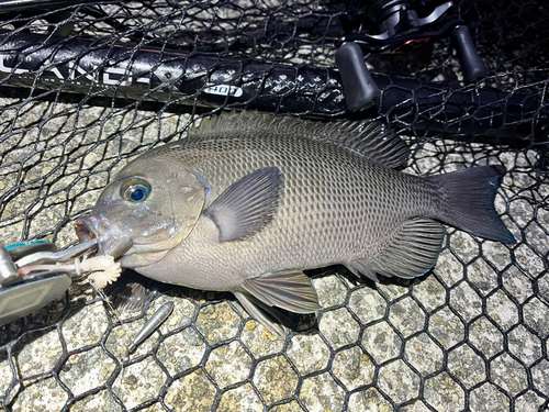 グレの釣果