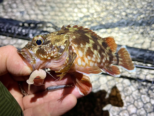 ガシラの釣果