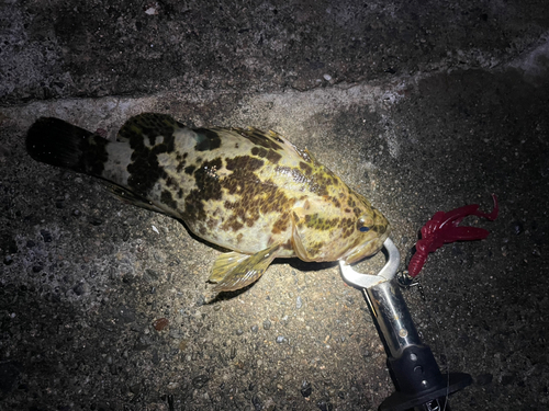 タケノコメバルの釣果