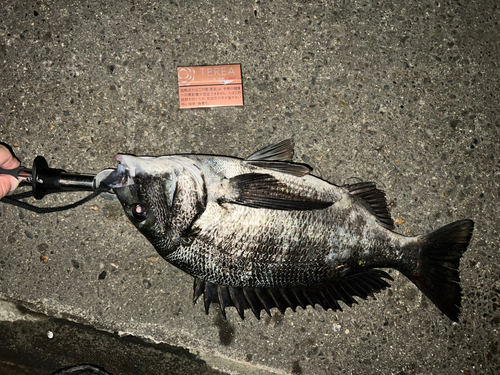 クロダイの釣果