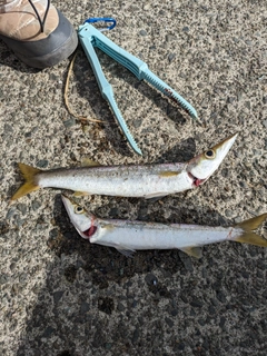 カマスの釣果