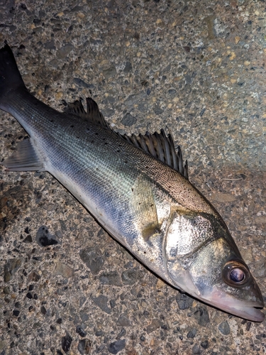 セイゴ（ヒラスズキ）の釣果