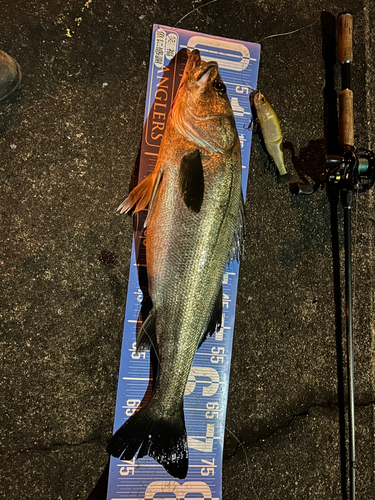 シーバスの釣果