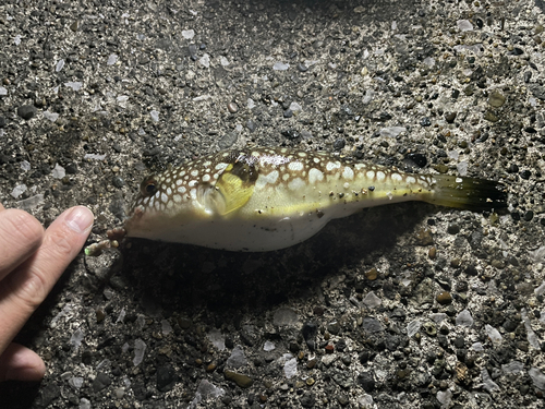 クサフグの釣果