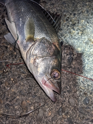 セイゴ（ヒラスズキ）の釣果・釣り情報まとめ【2023年最新