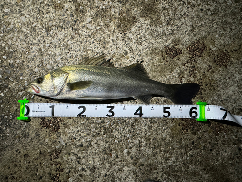 シーバスの釣果