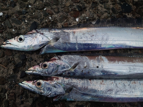 タチウオの釣果