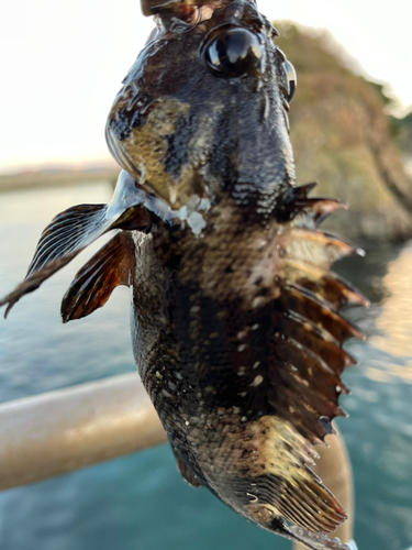 ムラソイの釣果