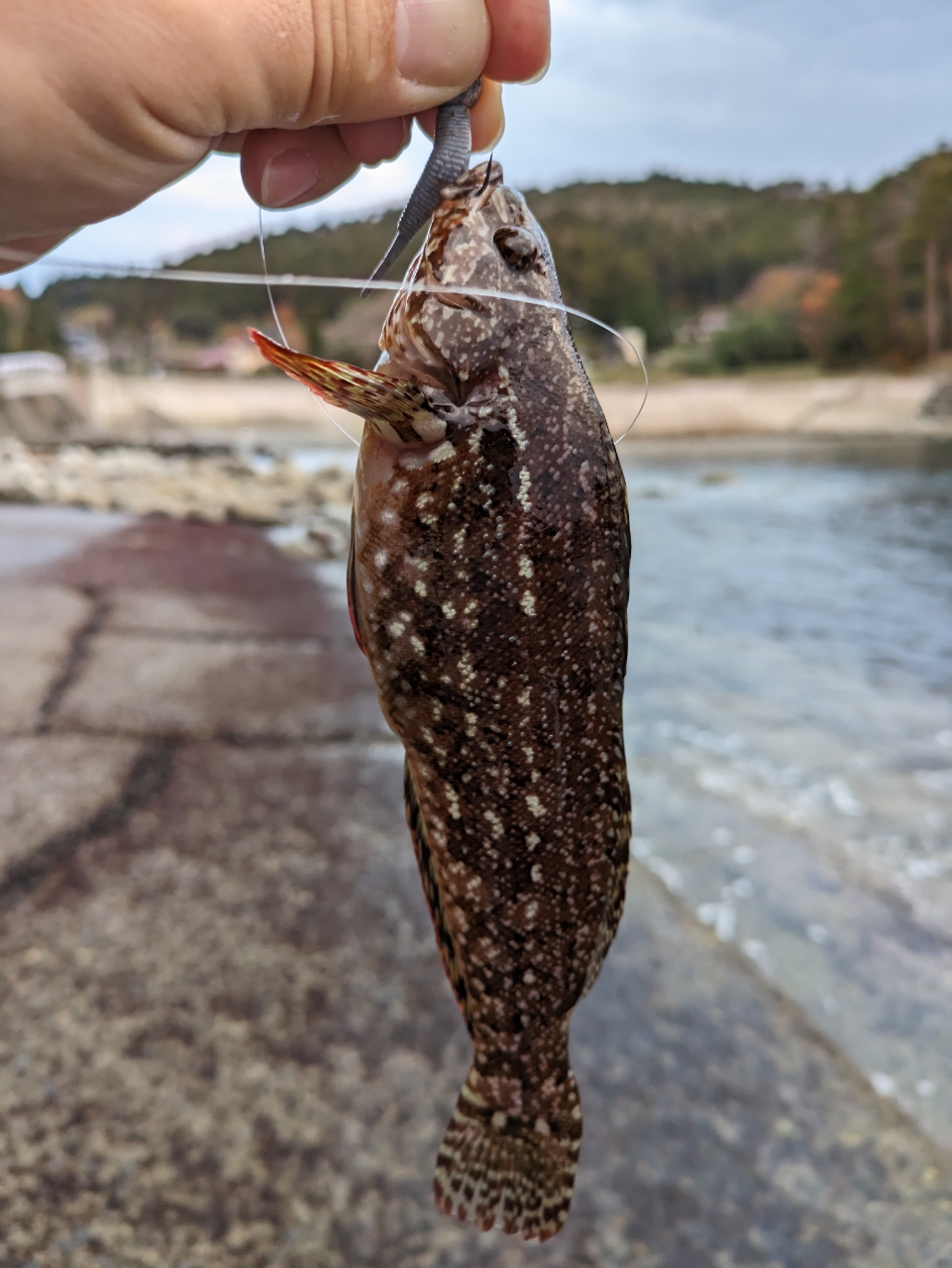 クジメ