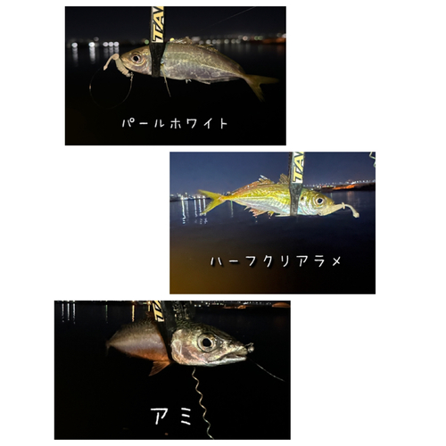 アジの釣果