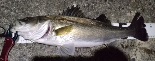 スズキの釣果