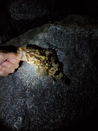 タケノコメバルの釣果