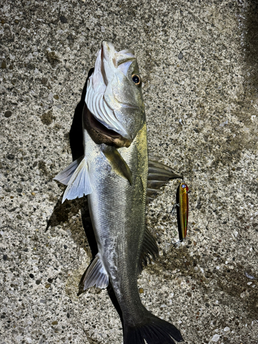 シーバスの釣果