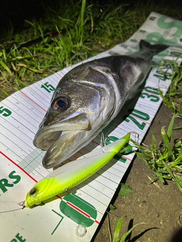 シーバスの釣果