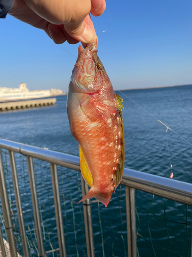 アカササノハベラの釣果