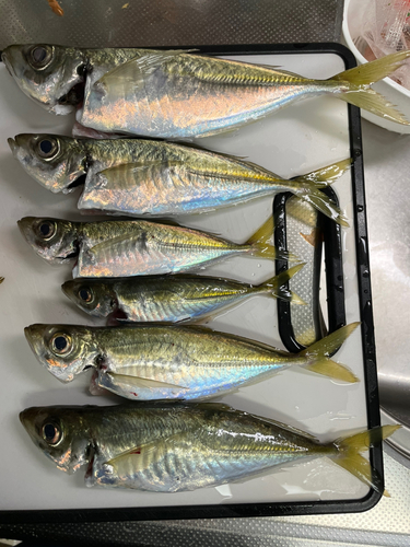 アジの釣果