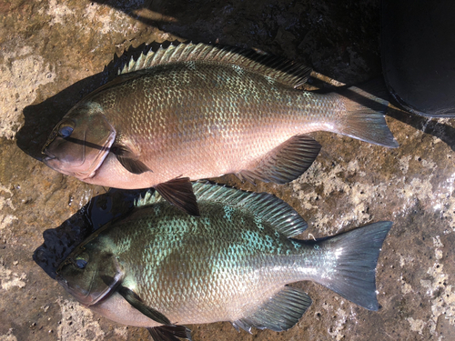 メジナの釣果