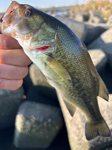 ラージマウスバスの釣果