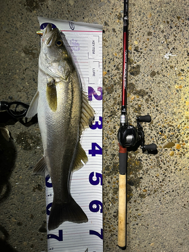 シーバスの釣果