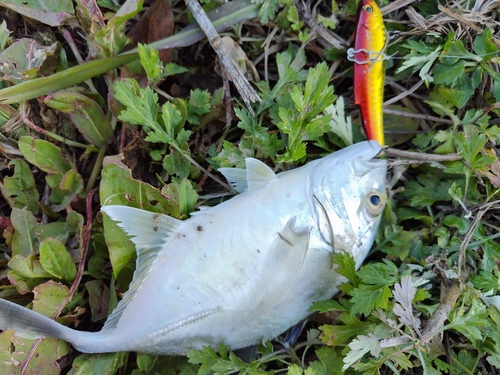 メッキの釣果