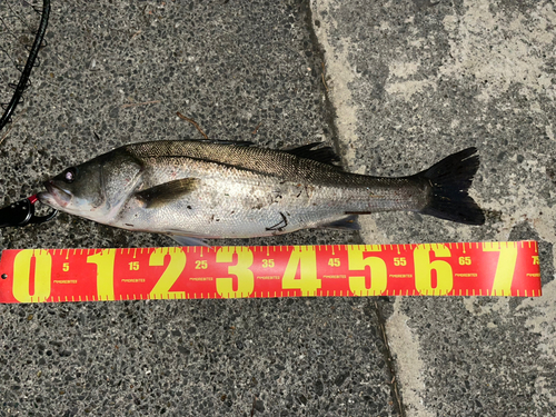 スズキの釣果