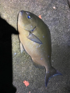 オナガグレの釣果