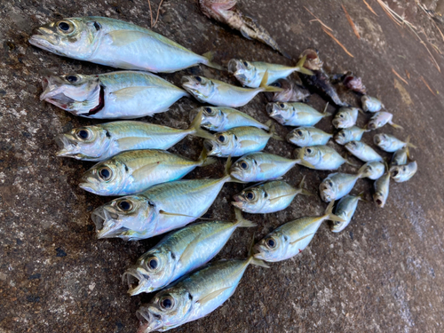 アジの釣果