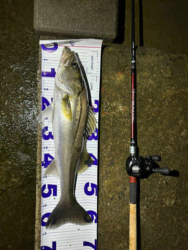 シーバスの釣果