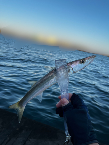 アカカマスの釣果